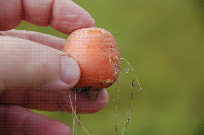 Symptômes induits par la présence de nématodes Meloidogyne incognita : réduction de croissance (carotte bouchon) et présence de galles sur les racines secondaires